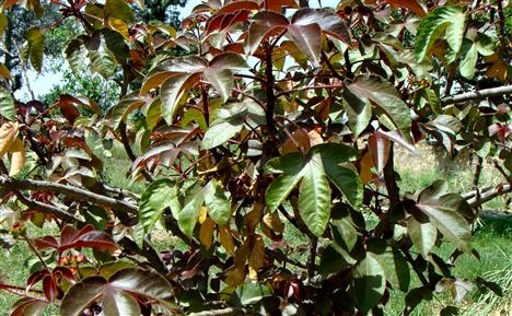 Jatropha gossypifolia
